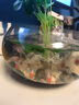 【順豐】金魚活魚觀賞魚冷水魚小魚獅子頭水族活體招財(cái)魚好養(yǎng)活蘭壽泰獅熊貓碟尾虎頭丹鳳藍(lán)瘦精品魚苗風(fēng)水魚 金魚專用海鹽1袋 曬單實(shí)拍圖