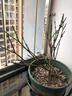 孫凱（SUNKAI）迎春花樹(shù)苗盆景老樁造型苗盆栽花苗庭院當年開(kāi)花 迎春兩年苗10顆 曬單實(shí)拍圖