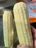安維（Anwell）墨圭新疆新鮮玉米棒700g甜糯玉米冷凍速凍食品預制菜 曬單實拍圖