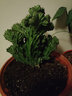 鹿凌青多肉植物玉麒麟盆栽花卉仙人掌麒麟掌室內(nèi)辦公桌擺趣味不含盆 玉麒麟大號【30-40cm高】 曬單實(shí)拍圖