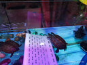 森森（SUNSUN）魚(yú)缸底吹魚(yú)糞便器沖浪魚(yú)缸水族箱造浪泵雙頭打浪泵造流泵JVP-201 JVP-102單頭 12W1-1.2米缸用 曬單實(shí)拍圖