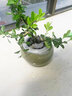 水培黃楊桌面盆景綠植物小盆栽造型樹(shù)羅漢松老樁水養(yǎng)辦公室內(nèi)好養(yǎng) 【90%選擇】小黃楊+白色陶瓷盆 曬單實(shí)拍圖