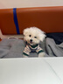 puppytie狗狗牽引繩背心式遛狗繩泰迪狗繩子調節牽引繩中小型犬胸背帶 牛仔藍-胸背 XS-超小型建議 4-10斤 曬單實(shí)拍圖