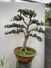 大型雀舌羅漢松盆景樹(shù)樁花卉盆景室內盆栽庭院綠植花卉盆栽造型樹(shù) S型羅漢松 曬單實(shí)拍圖