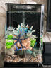 biOrbFLOW30L英國小魚(yú)缸生態(tài)桌面魚(yú)缸水族箱迷你客廳小型創(chuàng  )意水族箱 黑缸MCR燈+圖片造景4 曬單實(shí)拍圖