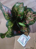 銀皇后萬(wàn)年青銀后萬(wàn)年青 如意皇后盆栽綠植植物花卉 如意皇后盆栽一盆+原裝盆 含盆 曬單實(shí)拍圖