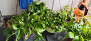 曼杉園（manshanyuan）常春藤垂吊植物盆栽花卉金邊裝修房室內陽(yáng)臺綠植四季常青多年生 口紅吊蘭 不含盆 曬單實(shí)拍圖