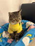 曇蓓漫寵物衣服小型犬狗狗衣服搞笑貓咪夏季薄款衣服泰迪法斗透氣衣服 寵團外賣（M碼建議6-8斤） 【升級大容量口袋設(shè)計】 曬單實拍圖