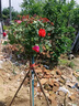 嫁接樹樁月季花樹苗棒棒糖型國(guó)月帶花苞樹狀花卉月季樹苗特大花 中國(guó)紅（花量大 重復(fù)開） 2公分粗度【花期帶花發(fā)貨】 曬單實(shí)拍圖
