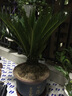 亞招 庭院盆栽鐵樹(shù)鳳尾蕉蘇鐵盆栽苗室內小盆景四季常青 14厘米-15厘米球莖 曬單實(shí)拍圖