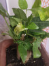 泰西絲發(fā)財樹(shù)盆栽室內客廳桌面綠植小盆景大發(fā)財樹(shù)苗樹(shù)植物辦公室小盆栽 三桿發(fā)財樹(shù)+懶人盆 曬單實(shí)拍圖