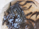 丸九天下無(wú)雙鯉魚(yú)旗日本進(jìn)口原裝荒食四大金剛黑坑野釣水庫(kù)釣魚(yú)垂釣餌 鯉魚(yú)旗800克【支持驗(yàn)貨】 曬單實(shí)拍圖