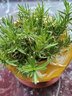 嘉瑰芝櫻花苗芝櫻苗叢生福祿考多年生地被植物盆栽陽(yáng)臺基地直發(fā) 淺紫色 曬單實(shí)拍圖