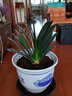 君子蘭盆栽圓頭君子蘭花苗大苗花卉綠植植物四季好養室內客廳辦公盆景 14-16片大苗一株 曬單實(shí)拍圖