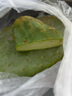 譽(yù)滿園多肉植物墨西哥米邦塔可食用仙人掌外敷煮水藥用老片多肉仙人掌 完整片 15年效果更好3斤裝） 不含盆 曬單實(shí)拍圖