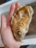 贝司令【鲜活】乳山生蚝海鲜水产贝类牡蛎烧烤4XL 净重9斤 18-24只箱装 实拍图