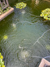 森森錦鯉魚池增氧泵魚缸養(yǎng)魚氧氣泵大氣量增氧機(jī)戶外防雨淋 30W 八孔 全套配件（適用30立方魚池使用) 曬單實(shí)拍圖