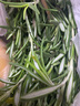 曠古農業(yè)【順豐】新鮮迷迭香 煎牛排用迷迭香調料 西餐香料 250g 曬單實(shí)拍圖