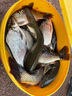 渤洋多功能不銹鋼炮臺支架桿魚竿支架釣魚支架地插萬向 藍(lán)色 2.1M（AX-04） 曬單實拍圖