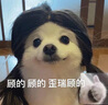 添賜力牛脾乳鐵蛋白貓專(zhuān)用貓咪維生素寵物營(yíng)養補充劑脾氨肽黃芪多糖 LF+SAP 牛脾乳鐵400mg/30粒 曬單實(shí)拍圖