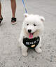 井莎 薩摩耶幼犬薩摩犬寵物狗狗活體小狗幼崽雪橇犬狗活物 血統(tǒng)級 母 曬單實拍圖
