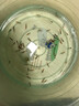 春瑞黑殼蝦水族箱水草缸清潔除藻工具淡水觀(guān)賞蝦大和藻蝦寵物活體飼料  極火蝦20只+5只抵損耗 曬單實(shí)拍圖