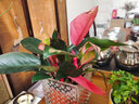 中夢粉鉆水培植物室內(nèi)綠植花卉盆栽客廳辦公室桌面水養(yǎng)花 粉鉆+玻璃瓶 曬單實拍圖