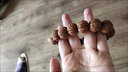 天竺閣天然野生精品腦紋桃核龍紋桃胡手串矮樁密紋腦紋桃核男女手持 精品矮樁磨盤腦紋桃核手串18mm 曬單實(shí)拍圖