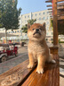 京狼圖騰【終身保犬瘟細小】純種日本柴犬幼犬雙血統活體家養寵物狗小型犬 血統級 3 赤柴/白柴/黑柴 曬單實(shí)拍圖