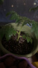 德沃多肥料植物营养土通用16L养花土种菜有机土壤绿植盆栽种植土椰糠泥炭 实拍图