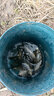 誘無(wú)敵鯽魚釣魚鉤金袖綁好套裝線組成品子線雙鉤手工魚線仕掛鉤野釣 紅袖/赤袖有刺10副 5號(hào)鉤 曬單實(shí)拍圖