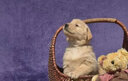 綠柒號純種金毛犬幼犬活體寵物狗狗幼崽 雙血統級大骨架金毛犬大頭楓葉 寵物級 聯(lián)系客服 公 曬單實(shí)拍圖