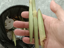 派萊斯甘蔗削皮刀菠蘿刀削皮神器削菠蘿挖眼刀不銹鋼甘蔗菠蘿刮皮去皮刀 半柄甘蔗刀【實(shí)木手柄】 曬單實(shí)拍圖