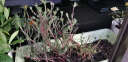珂玮  重瓣太阳花混色种子松叶牡丹花草种子室内阳台盆栽四季种子 3万粒重瓣混色+两包肥 实拍图
