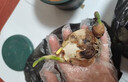 兮月正宗漳州水仙花種球陽(yáng)臺盆栽土培水養水仙大球室內外冬季耐寒花卉 含盆【5顆】水仙種球(周長(cháng)18-20cm) 曬單實(shí)拍圖