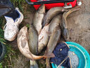 颶利強綁好新關(guān)東成品長子線雙鉤黑坑鰱鳙野釣盒裝釣魚魚鉤手竿臺釣子線 綠鉆新關(guān)東無刺0.8+1#/共20付 曬單實拍圖