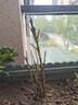 意軒7年壯苗洛陽(yáng)牡丹苗室內花卉綠植盆栽 牡丹花苗牡丹苗當年開(kāi)花多 牡丹苗4個(gè)分叉 曬單實(shí)拍圖