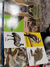 少兒英語100詞 啟蒙認知100只動物 英文原版 First 100 Animals 羅杰普利迪 認識動物學單詞 撕不爛紙板書 0-6歲 搭我的100種動物翻翻書 啟蒙認知100只動物 曬單實拍圖