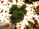 昊蘭諾球松多肉植物肉肉組合盆栽室內(nèi)桌面小盆景綠植 3-4厘米有根 不含盆 曬單實(shí)拍圖