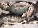 挺派（TINGPAI）羅非鳳梨醬小藥福壽魚誘食劑大小黑坑野釣福壽魚羅飛冷凍餌添加劑 200ml廣式鳳梨醬 聚魚快 促開口 曬單實(shí)拍圖