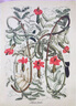 植物大發(fā)現(xiàn) 黃金時(shí)代的圖譜藝術(shù)（異步圖書出品） 曬單實(shí)拍圖