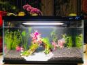 國象50骨架膠水族魚缸造景專用膠水景粘假山青龍石頭沉木杜鵑根瞬干松皮火山苔蘚水榕水草莫斯膠 水草膠5g/支*5支 曬單實(shí)拍圖