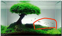 魚(yú)麒麟水草鑷子剪刀草缸造景修剪工具種植夾魚(yú)缸清潔刮藻刀寵物昆蟲(chóng)夾子 刮藻刀46cm 曬單實(shí)拍圖