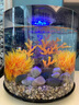 魚(yú)麒麟生態(tài)魚(yú)缸碧歐寶家用客廳魚(yú)缸辦公室桌面亞克力造景創(chuàng  )意懶人金魚(yú)缸 蒼郁造景套裝15L  MCR燈【默認發(fā)如圖白色缸 曬單實(shí)拍圖