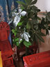 兆族仿真發(fā)財樹(shù)盆景盆栽室內綠植裝飾假樹(shù)盆景仿真假樹(shù)客廳落地擺件 1.4米辮子發(fā)財樹(shù)帶盆+草 曬單實(shí)拍圖