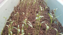 大禹小葉香菜種子耐熱香菜籽耐高溫四季大葉速生芫荽菜籽盆栽秋季 傳統老香菜種子100g/袋 曬單實(shí)拍圖
