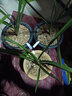 玫絢單苗價(jià)格 蘭花 蕙蘭 包成活 包開(kāi)花 客廳 辦公室綠植盆栽花卉 特香白玉 拍多件發(fā)連體苗 不含盆 曬單實(shí)拍圖