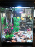 異景園魚(yú)缸水族箱裝飾仿真水草水族造景套餐假水草裝飾塑料高款大水草綠 小粉珊瑚枝 曬單實(shí)拍圖