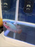羅漢進(jìn)口泰國魚(yú)苗招財熱帶魚(yú)火鳳血麒麟熱帶觀(guān)賞魚(yú)鴻運爆頭起頭高 【泰國進(jìn)口】幻彩羅漢魚(yú)-已起頭 14-16cm【漁場(chǎng)直銷(xiāo)】 曬單實(shí)拍圖