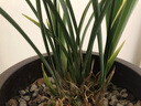 劉閣蘭花黃金鶴藝 鐵骨錦旗 夏帶濃香花苞室內綠植蘭草花卉盆栽蘭花苗 5苗連體裸根 曬單實(shí)拍圖